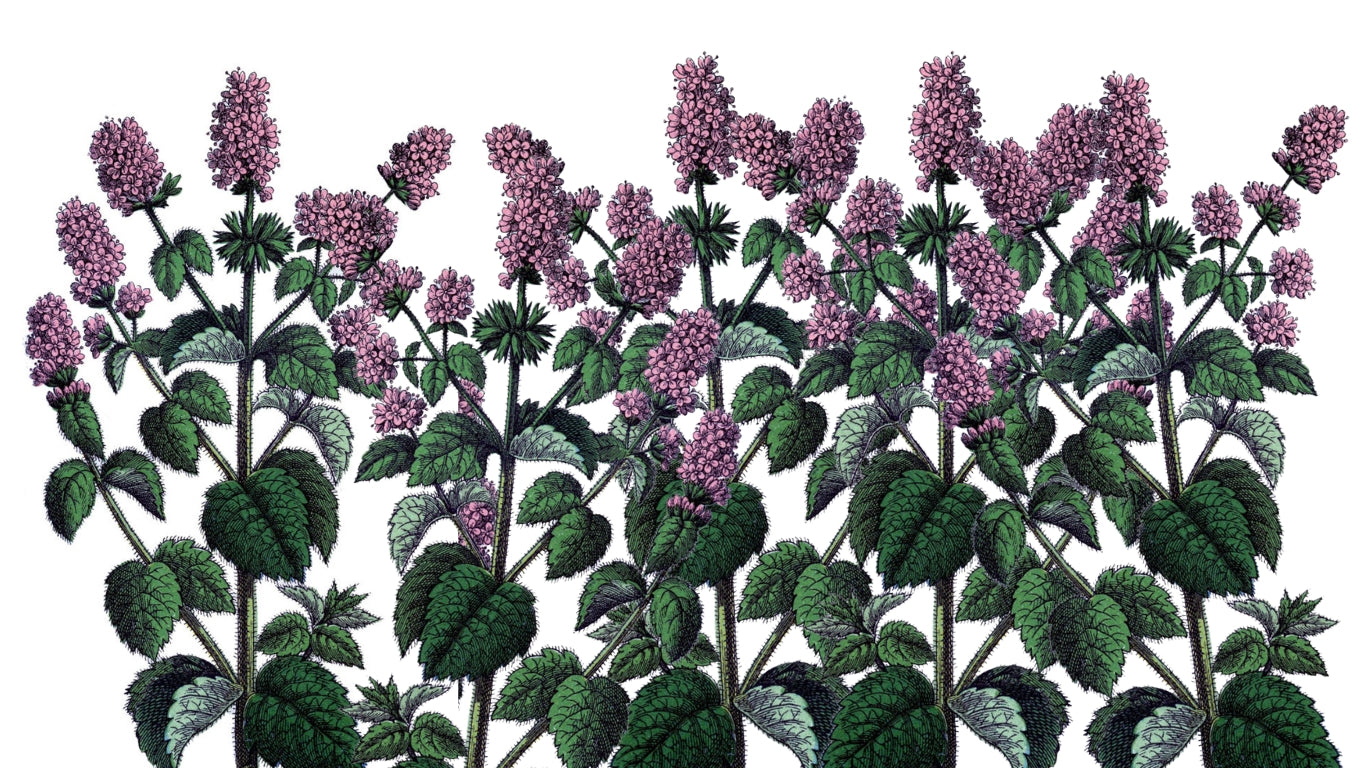 Holy Basil: Natural Anxiety and Stress Relief